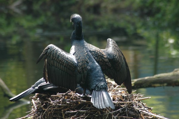 Click for the original image