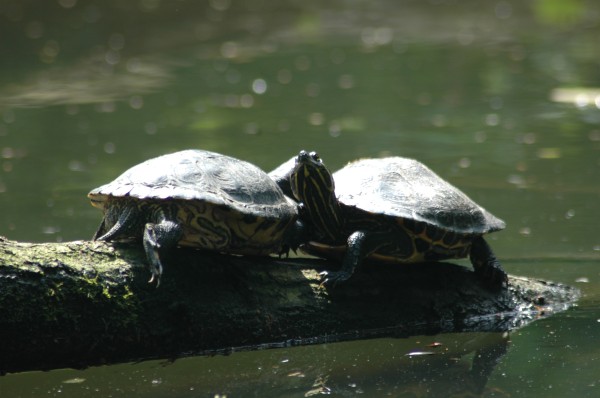 Click for the original image