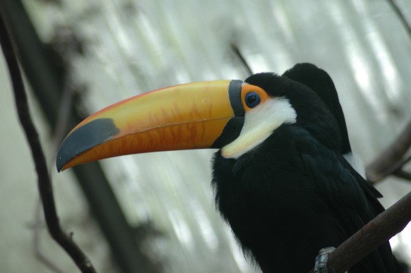 Click for the original image