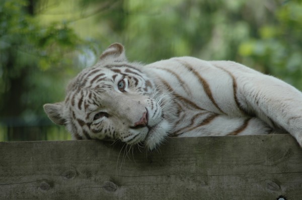 Click for the original image